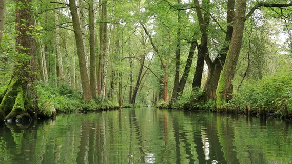 spreewald、水、渠道、自然、景观、深度、河流、spree