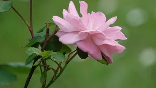 粉红色，前，田野，植物，花，开花植物，自然之美，粉红色