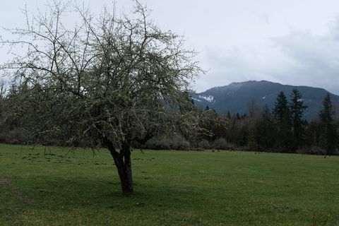 植物，树，草，树干，冷杉，冷杉，西风林，美国