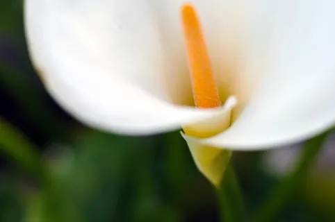 百合，卡拉百合，花朵，春天，花朵，颜色，花朵，开花植物