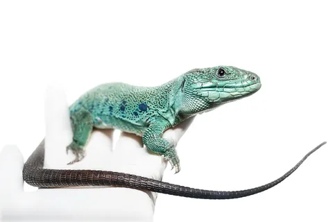 timon lepidus、lacerta、蜥蜴、爬行动物、雄性、绿色、蜥蜴珍珠、蓝色 timon lepidus、lacerta、蜥蜴、爬行动物、雄性、绿色、蜥蜴珍珠、蓝色