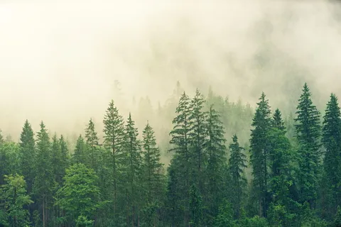 雾,早晨,森林,绿色,山,自然,高大,雨 雾,早晨,森林,绿色,山,自然,高大,雨