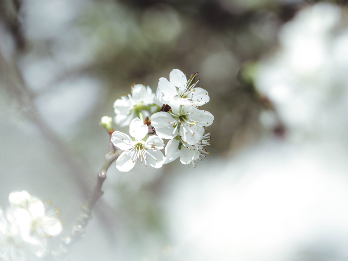 白樱花特写摄影