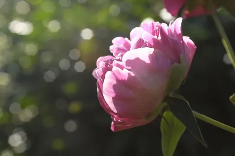 牡丹,玫瑰,花朵,花园,宏观,模糊,开花植物,自然之美 牡丹,玫瑰,花朵,花园,宏观,模糊,开花植物,自然之美