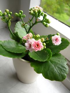 kalanchoe，花，粉色，绿色，白色，窗带，窗户，厚板温室