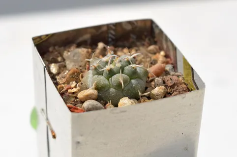 仙人掌,仙人掌,肉质,植物,家花,盆栽,发痒,特写 仙人掌,仙人掌,肉质,植物,家花,盆栽,发痒,特写