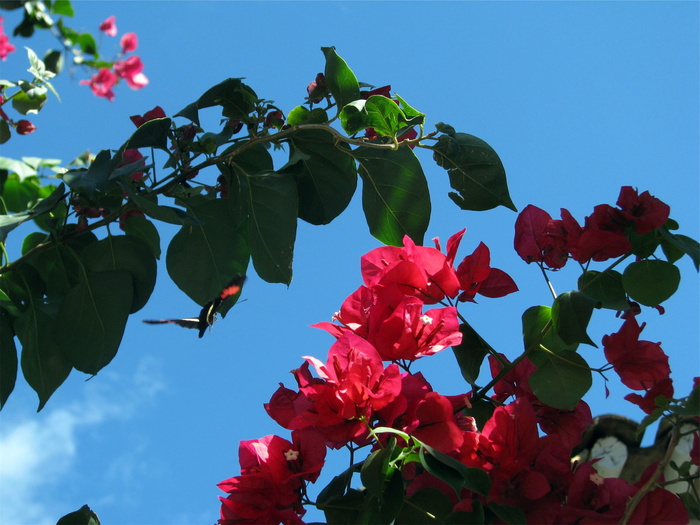 低角度摄影，红色，花瓣，蓝色，天空，人物，拍摄