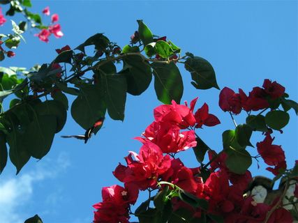 低角度摄影，红色，花瓣，蓝色，天空，人物，拍摄