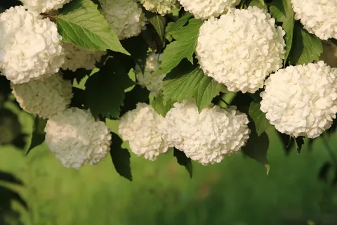 木材、绿色、抽象、自然、植物、国情咨文、春天、蓝色