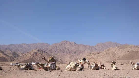 埃及、骆驼、沙漠、动物、hot、noriben chatter、度假村、景观 埃及、骆驼、沙漠、动物、hot、noriben chatter、度假村、景观