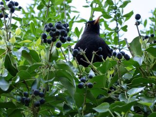 水果，自然，叶子，食物，植物，花园，埃尔斯特，春天