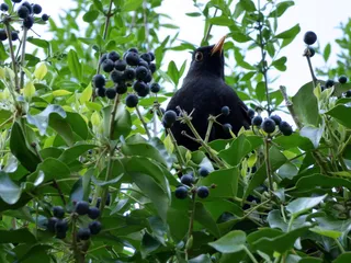 水果，自然，叶子，食物，植物，花园，埃尔斯特，春天