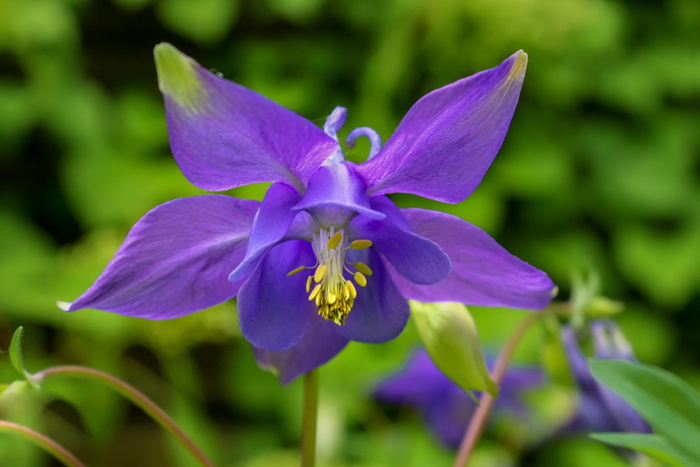 close，photo，紫色，columbine花，nature，plant，columbine，aquilegia