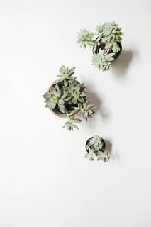 三种绿色多汁植物放在白色表面的花盆里 三种绿色多汁植物放在白色表面的花盆里
