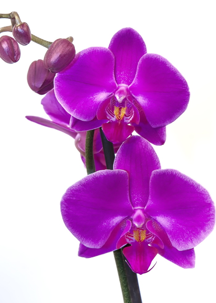 特写，飞蛾兰花，兰花，蝴蝶兰，粉色，紫色，花朵，异国情调
