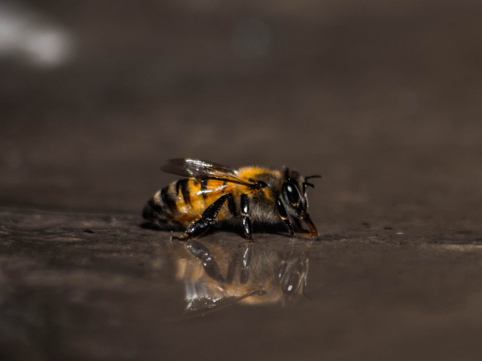蜜蜂、昆虫、动物、水、倒影、无脊椎动物、野生动物、野生动物
