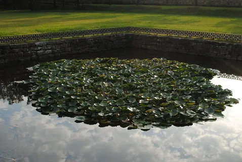 格兰特，池塘，秋天，自然，植物，生长，没有人，树