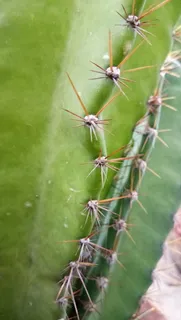 仙人掌, 旋转, 叉子, 绿色, 特写, 无脊椎动物, 野生动物, 动物主题 仙人掌, 旋转, 叉子, 绿色, 特写, 无脊椎动物, 野生动物, 动物主题