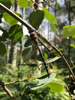 野生动物，动物主题，野生动物，动物，无脊椎动物，昆虫，一个动物，植物