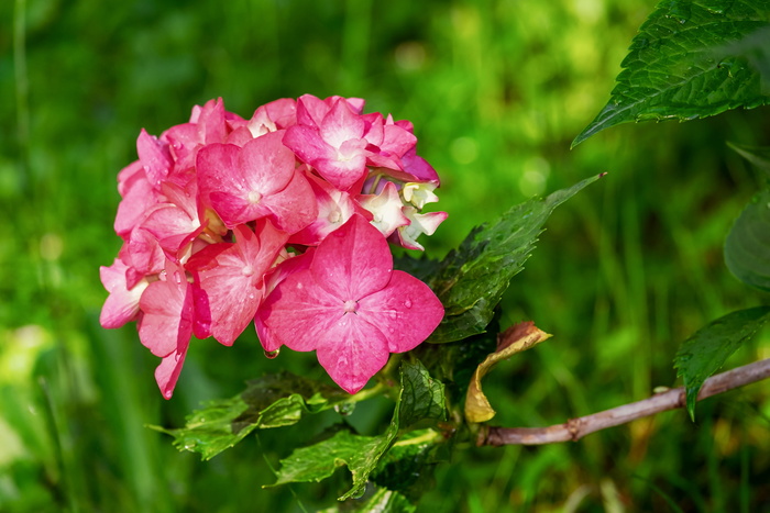 选择性，聚焦摄影，粉色，花瓣状花朵，绣球花，花朵，自然，花朵