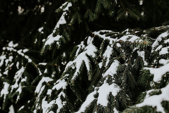 雪树特写