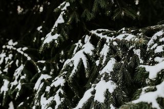 雪树特写