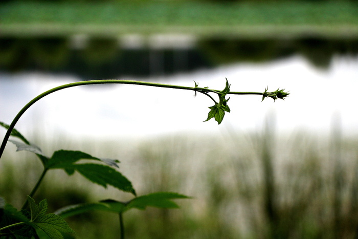 休息，自然，风景，记忆，奖励贡品，景观，植物，情感