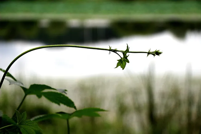 休息，自然，风景，记忆，奖励贡品，景观，植物，情感