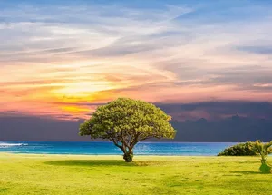 树，身体，水，海，草，自然，海洋，夏天