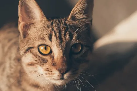 猫的肖像 猫的肖像