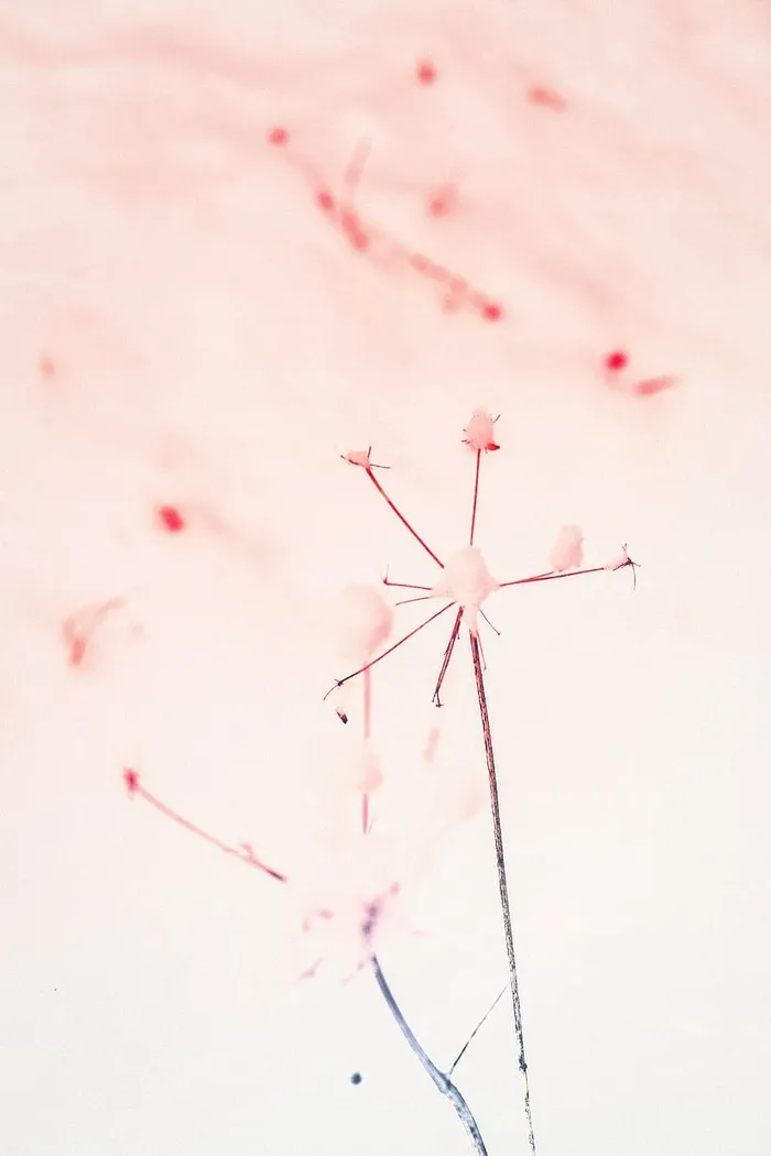 白花的灰度照片