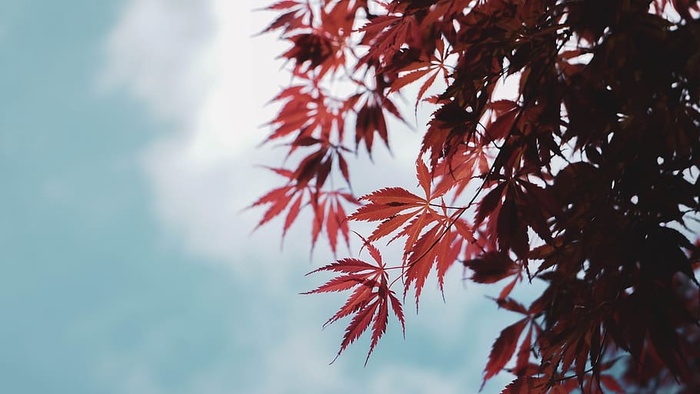 树叶，植物，树，枫树，枫叶，树叶，蓝天，秋天