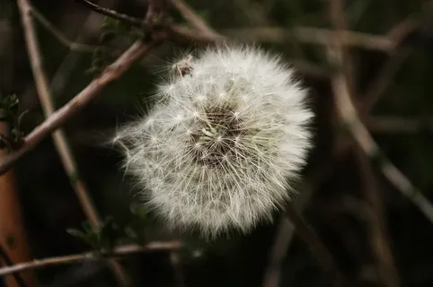 自然,夏天,花园,草地,美丽,盛开,盛开,盛开 自然,夏天,花园,草地,美丽,盛开,盛开,盛开