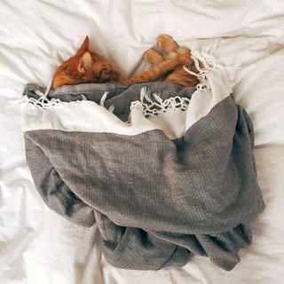 橙色斑猫睡在白色织物上 橙色斑猫睡在白色织物上