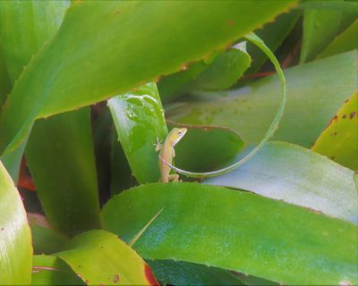 爬行动物，蜥蜴，未成熟，绿色，野生，植物部分，叶子，绿色