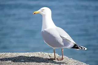 动物，鸟，海鸥，岩石，水，海，深，羽毛