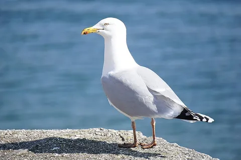 动物,鸟,海鸥,岩石,水,海,深,羽毛 动物,鸟,海鸥,岩石,水,海,深,羽毛
