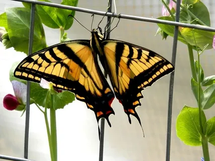 他的蝴蝶的脚像藤蔓一样缠绕在铁丝上。我从来不知道蝴蝶会这么做，尽管这是一个非常有趣的景象！