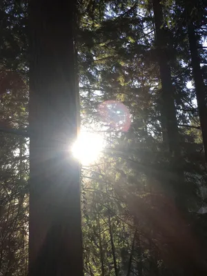 加拿大，北温哥华，树木，阳光，植物，森林，镜头光斑，阳光