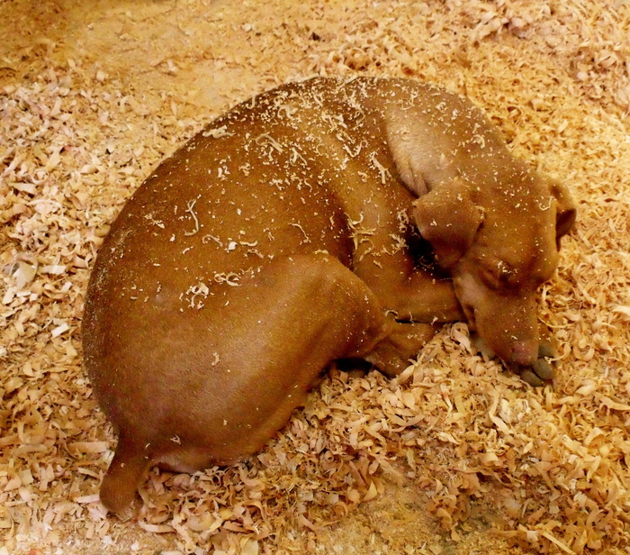 狗，锯末，休息，棕色，动物，犬，家养，食品