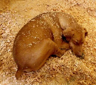 狗，锯末，休息，棕色，动物，犬，家养，食品
