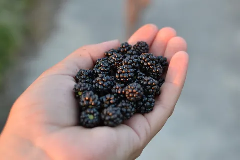 黑莓、天然、食品、水果、有机、天然、人手、人体部位 黑莓、天然、食品、水果、有机、天然、人手、人体部位