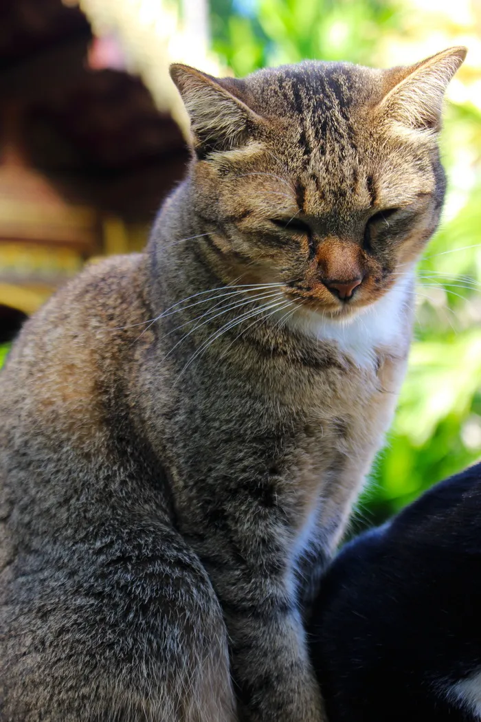 家猫，猫，猫，家猫，动物，宠物，可爱，毛皮