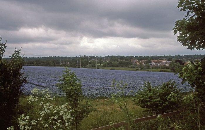英国，伯里圣埃德蒙兹，薰衣草，英格兰，东安格利亚，伯里圣埃德蒙兹，云天，天空