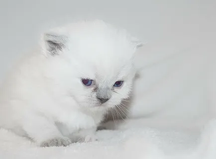 长毛,白色,小猫,纺织品,猫,宠物,小猫,毛茸茸的 长毛,白色,小猫,纺织品,猫,宠物,小猫,毛茸茸的