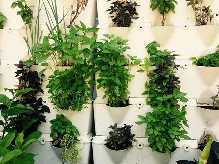 堆放,盆栽,植物,层架,草本,草本,生长,绿色 堆放,盆栽,植物,层架,草本,草本,生长,绿色
