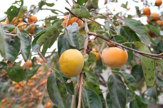 柿子，它，它是一种水果，秋天，食物和饮料，食物，水果，叶子