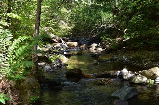 克里克，北加利福尼亚州，远足，树木，树木，水，固体，森林