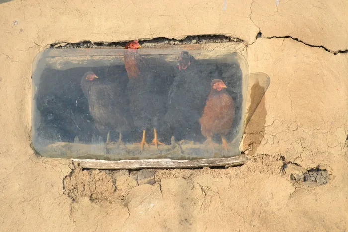 鸡，农场，家禽，搞笑，窗口，反射，恶劣条件，一天