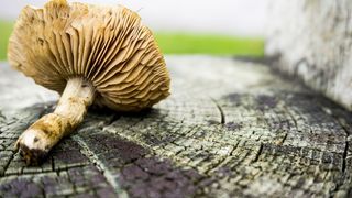 蘑菇, 自然, 食品, 营养, 健康, 原, 成分